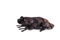 Theloderma ryabovi, rare spieces of frog on white Royalty Free Stock Photo