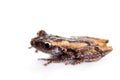 Theloderma trongsinense, rare spieces of frog on white Royalty Free Stock Photo