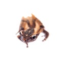 Theloderma trongsinense, rare spieces of frog on white Royalty Free Stock Photo