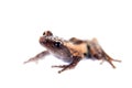 Theloderma trongsinense, rare spieces of frog on white Royalty Free Stock Photo