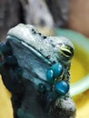 Theloderma type blue vesicularis frog. Environmental Conservation. Herpetology, zoology, graphic resource, collage
