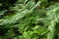 Thelypteris palustris, fern in in nature Royalty Free Stock Photo