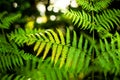 Thelypteris palustris, fern in in nature Royalty Free Stock Photo