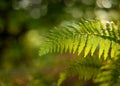 Thelypteris palustris, fern in in nature Royalty Free Stock Photo