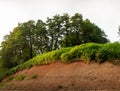 Thelypteris palustris, fern in in nature Royalty Free Stock Photo