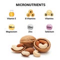Them, labeled illustrations represent micronutrients: Vitamin E, B Royalty Free Stock Photo