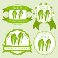 The theme chinese cabbage Royalty Free Stock Photo