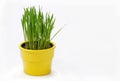 Theme for Easter greeting card. Green grass in a yellow pot on white background Royalty Free Stock Photo
