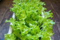 The theme of growing green vegetable plants at home.Close-up green salad grown in a flower pot. Selective focus, Royalty Free Stock Photo