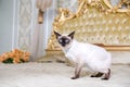 The theme of luxury and wealth. Young cat without a tail purebred bobtail Mecogon is on the big bed headboard near the Renaissance Royalty Free Stock Photo