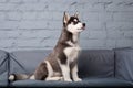 Theme pet puppy dog home. Funny active baby husky female black and white, three months old, is playing on a gray sofa in the Royalty Free Stock Photo