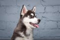 Theme pet puppy dog home. Funny active baby husky female black and white, three months old, is playing on a gray sofa in the Royalty Free Stock Photo