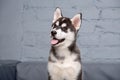 Theme pet puppy dog home. Funny active baby husky female black and white, three months old, is playing on a gray sofa in the Royalty Free Stock Photo