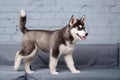 Theme pet puppy dog home. Funny active baby husky female black and white, three months old, is playing on a gray sofa in the Royalty Free Stock Photo