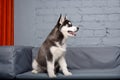 Theme pet puppy dog home. Funny active baby husky female black and white, three months old, is playing on a gray sofa in the Royalty Free Stock Photo