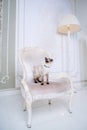 The theme of wealth and luxury. The impudent narcissistic cat of breed Mekong Bobtail poses on a vinage chair in an expensive