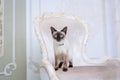 The theme of wealth and luxury. The impudent narcissistic cat of breed Mekong Bobtail poses on a vinage chair in an expensive
