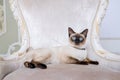 The theme of wealth and luxury. The impudent narcissistic cat of breed Mekong Bobtail poses on a vinage chair in an expensive