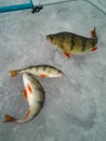 The theme of winter fishing. Perch fish on the ice.
