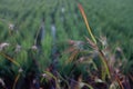 The themeda triandra grass Royalty Free Stock Photo