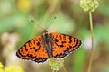 Melitaea interrupta , the Caucasian Spotted Fritillary butterfly