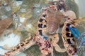 Thenus orientalis on crab : Flathead lobster, Lobster Moreton Bay bug, Oriental flathead lobster. Which is sold in the market for Royalty Free Stock Photo