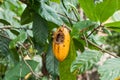 Theobroma cacao; cacao plant with infected fruit