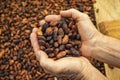 Theobroma cacao - Dried cocoa fruits in farmer hands Royalty Free Stock Photo