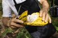 Machete cutting cacao fruit at harvest time - Theobroma cacao