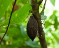 Theobroma cacao