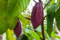 Theobroma cacao Royalty Free Stock Photo