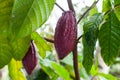 Theobroma cacao Royalty Free Stock Photo