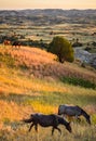 Theodore Roosevelt National Park, Royalty Free Stock Photo