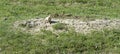 Theodore Roosevelt National Park - South Unit - young prairie dog Royalty Free Stock Photo