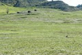 Theodore Roosevelt National Park - South Unit- prairie dog and buffalo Royalty Free Stock Photo