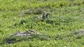 Theodore Roosevelt National Park - South Unit- two pair of prairie dogs Royalty Free Stock Photo