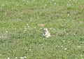 Theodore Roosevelt National Park - South Unit - prairie dog chilling out