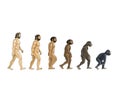 Theory of evolution  color cartoon illustrations  white background Royalty Free Stock Photo