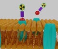 A radionuclide is combined with a targeting vector (Binding molecule)