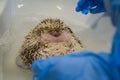 Therapeutic bath for a shy and morbidly obese, curled up african male hedgehog at the vet