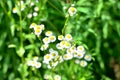 Therapeutic wildflowers with white petals and a yellow daisies blooming in a warm summer sunny day on a green background in a park Royalty Free Stock Photo