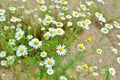 Therapeutic wildflowers with white petals and a yellow daisies blooming in a warm summer sunny day on a green background in a park Royalty Free Stock Photo