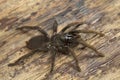 Theraphosidae, Valparai, Tamil nadu, India. A burrow dwelling tarantula found along mud escarpments along road and tea estates