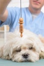 Therapist or vet using pendulum Royalty Free Stock Photo