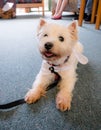 Therapy dog on floor of rest home common room in New Zealand, NZ