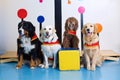 Therapy super dogs at work