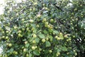 there is an apple tree in the garden there are a lot of ripe apples hanging in clusters green leaves after rain drops