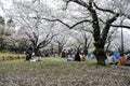 There are around 700 cherry trees at Yoyogi Park, and visitors enjoy cherry blossom viewing with picnic during the season.