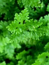 The Selaginella kraussiana plant is usually called an evergreen perennial from Indonesia