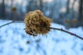 There are ball-shaped growths on the wild blackberry branch. The growth is reminiscent of tiny root hairs. Roots. Snow in the Royalty Free Stock Photo